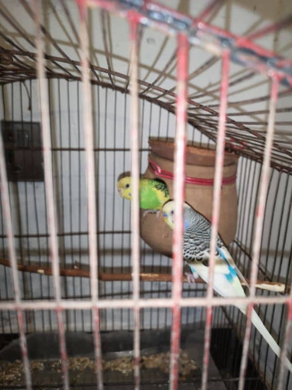 three budgies for urgent sale 2 male 1 female very beautiful 0