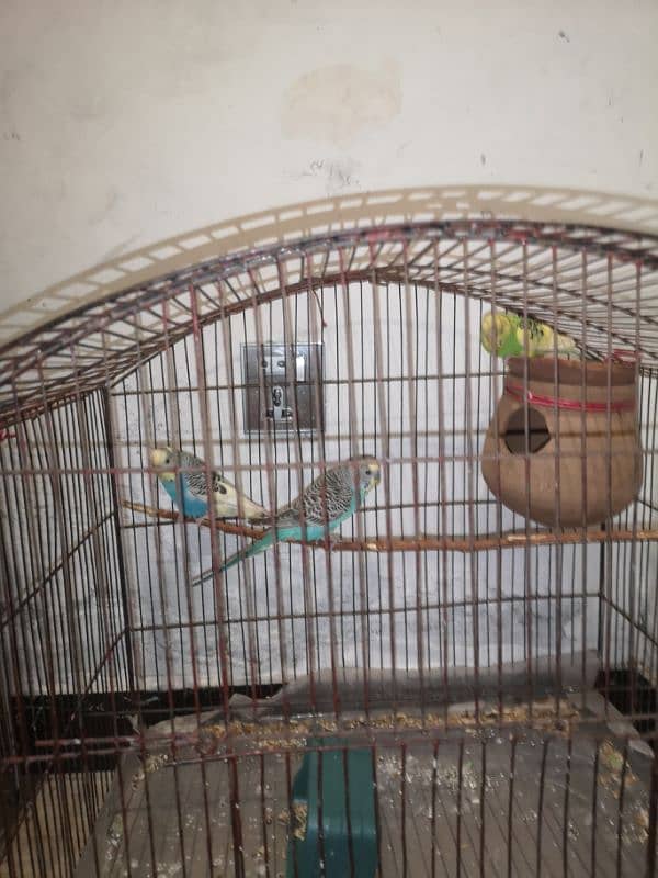 three budgies for urgent sale 2 male 1 female very beautiful 1