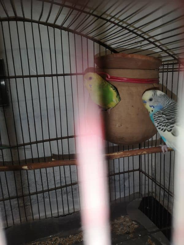 three budgies for urgent sale 2 male 1 female very beautiful 2