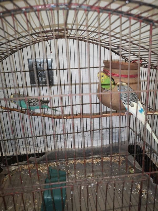 three budgies for urgent sale 2 male 1 female very beautiful 4