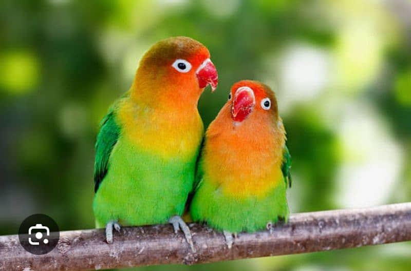 love bird 0