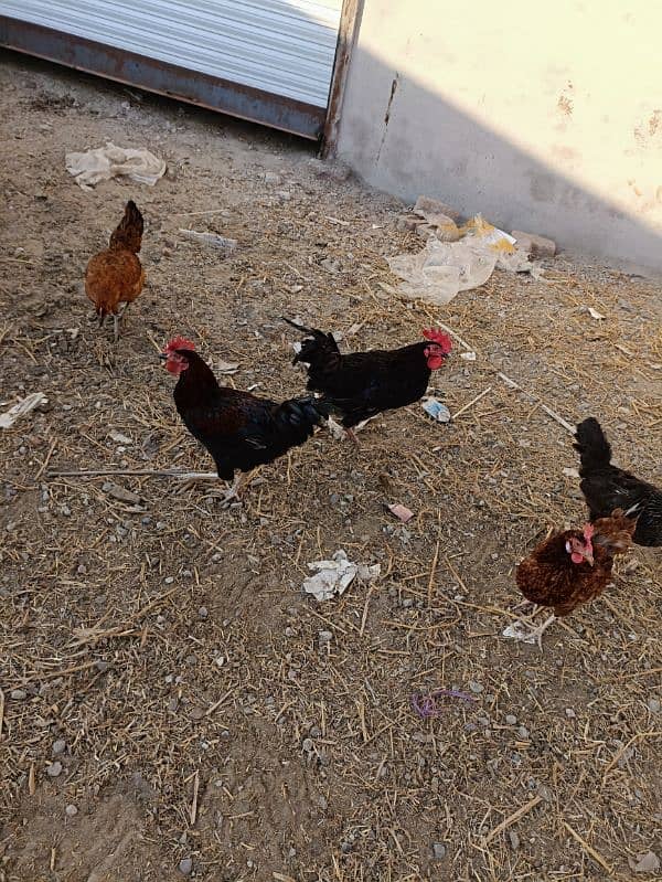 Desi Hens 0