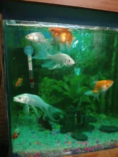 bater flay dimand koi fish 4 sale