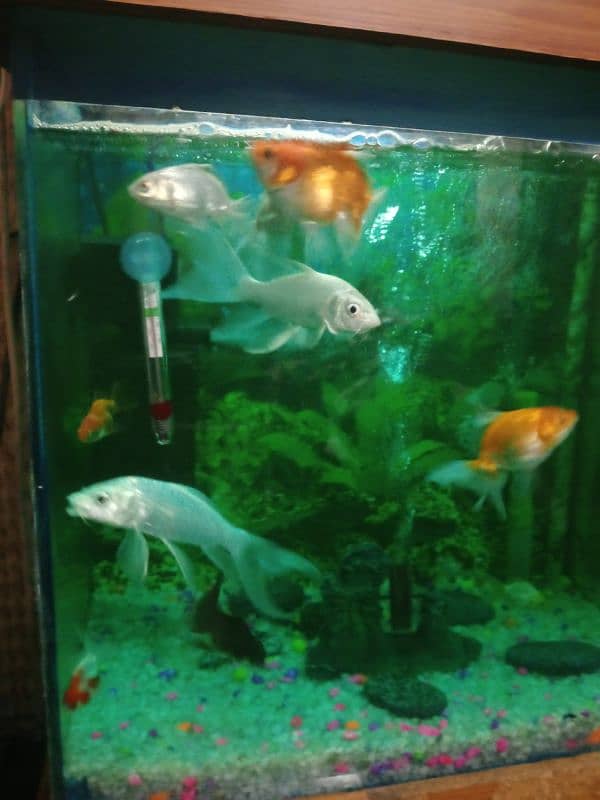 bater flay dimand koi fish 4 sale 0