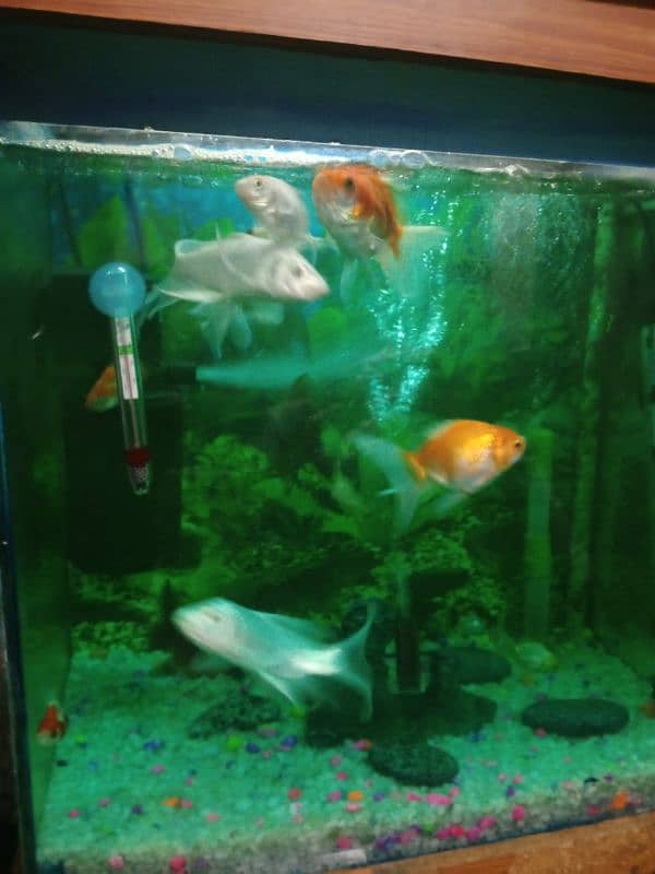 bater flay dimand koi fish 4 sale 1