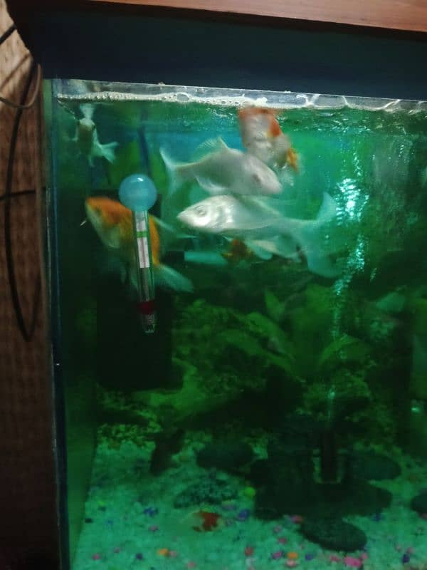 bater flay dimand koi fish 4 sale 2