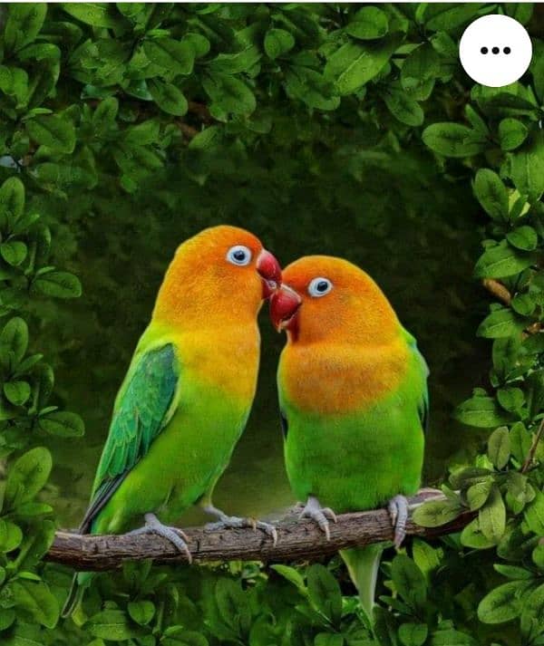 love bird 1