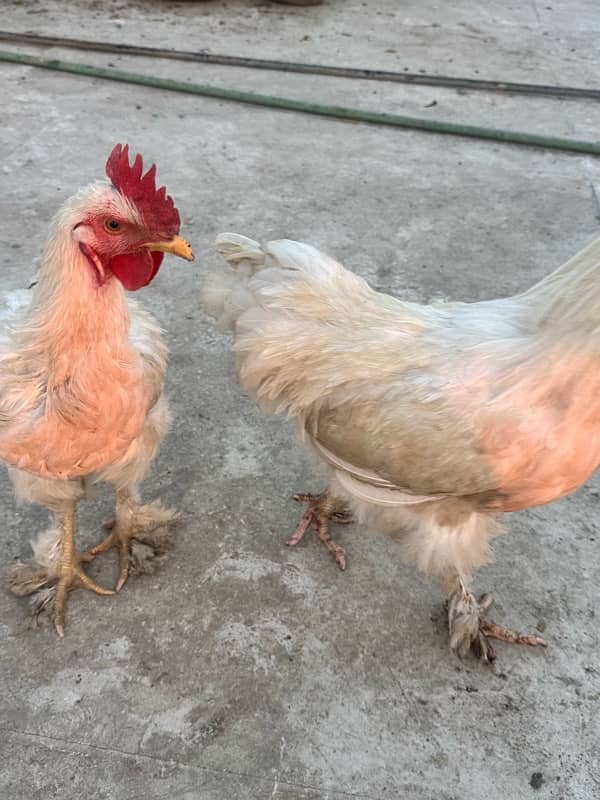 WHITE BUFF PAIR& Pakistani aseel 1