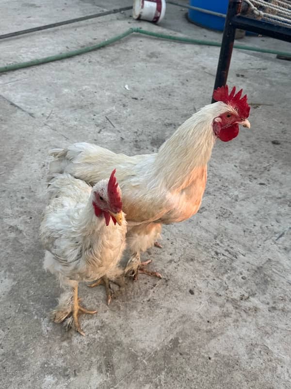 WHITE BUFF PAIR& Pakistani aseel 3