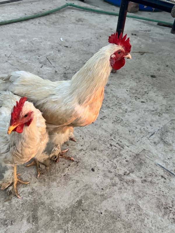 WHITE BUFF PAIR& Pakistani aseel 4