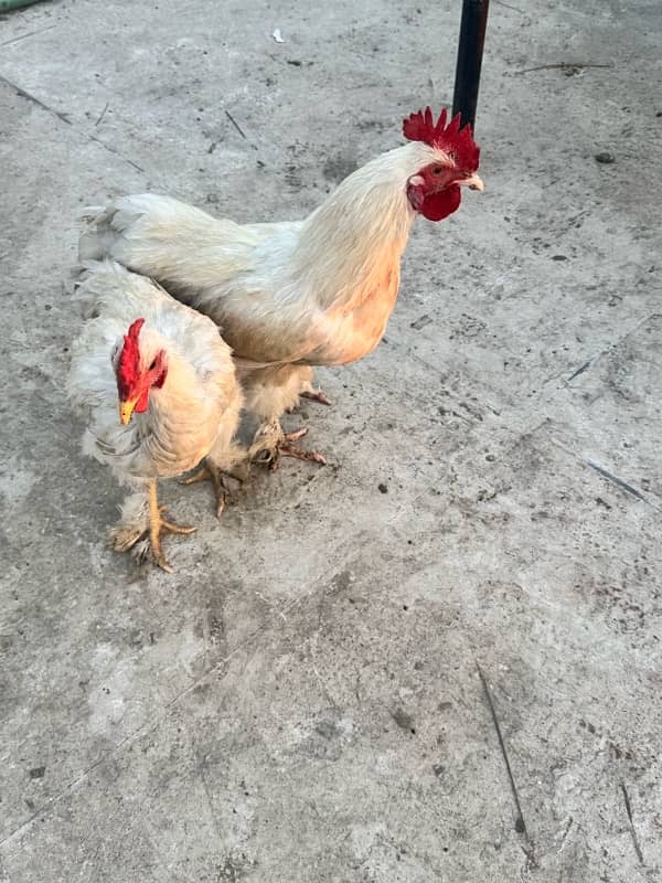 WHITE BUFF PAIR& Pakistani aseel 5