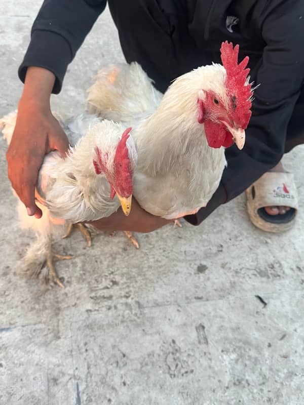 WHITE BUFF PAIR& Pakistani aseel 6