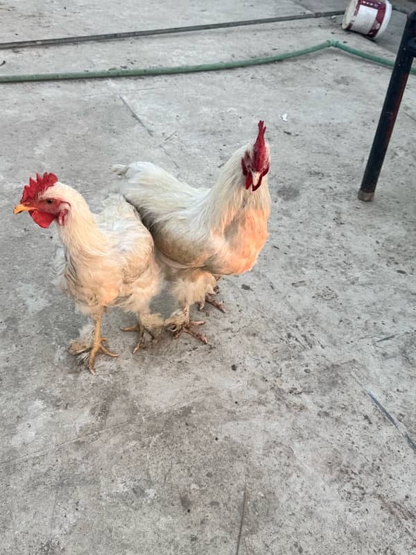 WHITE BUFF PAIR& Pakistani aseel 7