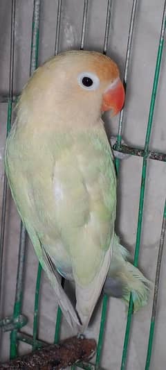 Parblue pestal ino Breedar Female