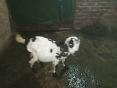 goat 2mon gaban tadi bakari or ak bacha white wala