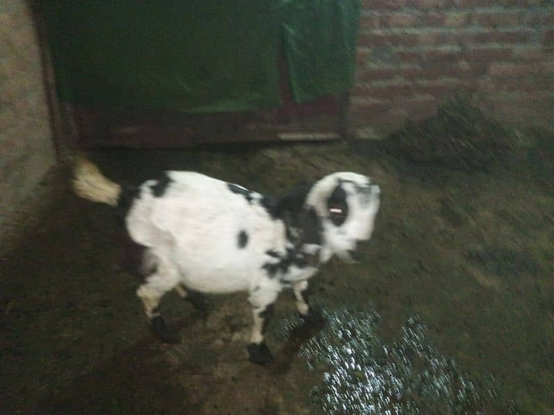 goat 2mon gaban tadi bakari or ak bacha white wala 0