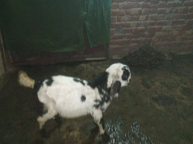 goat 2mon gaban tadi bakari or ak bacha white wala 1