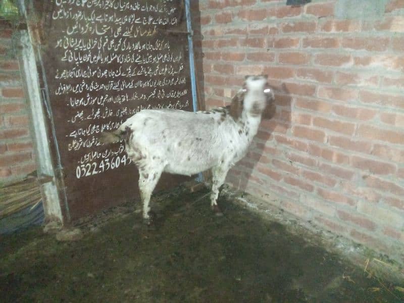 goat 2mon gaban tadi bakari or ak bacha white wala 2