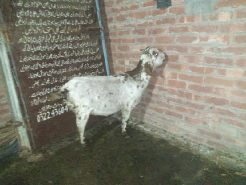 goat 2mon gaban tadi bakari or ak bacha white wala 3