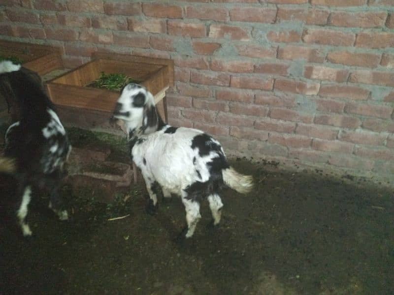 goat 2mon gaban tadi bakari or ak bacha white wala 6