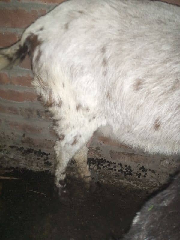 goat 2mon gaban tadi bakari or ak bacha white wala 7