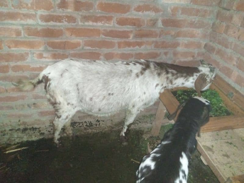 goat 2mon gaban tadi bakari or ak bacha white wala 8