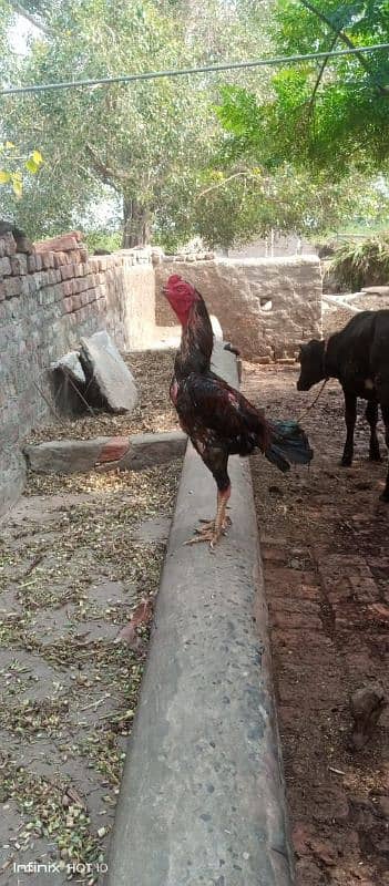 Pakistani murgh Thai Cross raabta number 03258292703 1