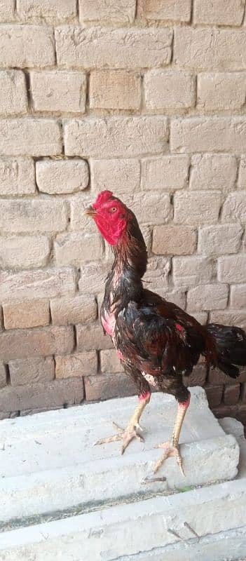 Pakistani murgh Thai Cross raabta number 03258292703 3