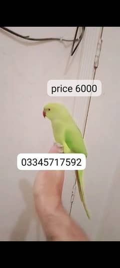 03345717592.      Green ringneck parrot handtame