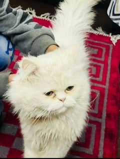 White Persian male cat