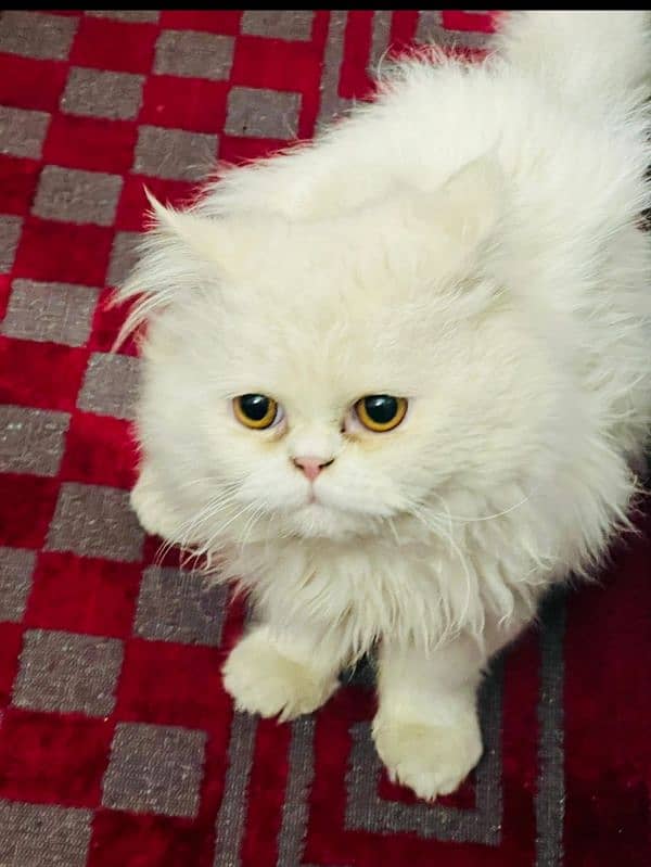 White Persian male cat 1