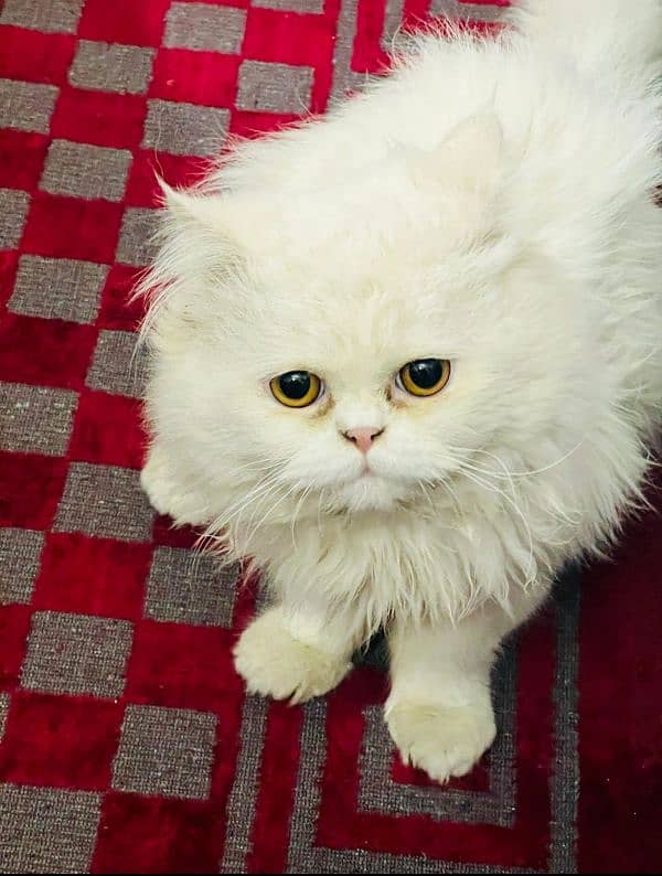 White Persian male cat 2