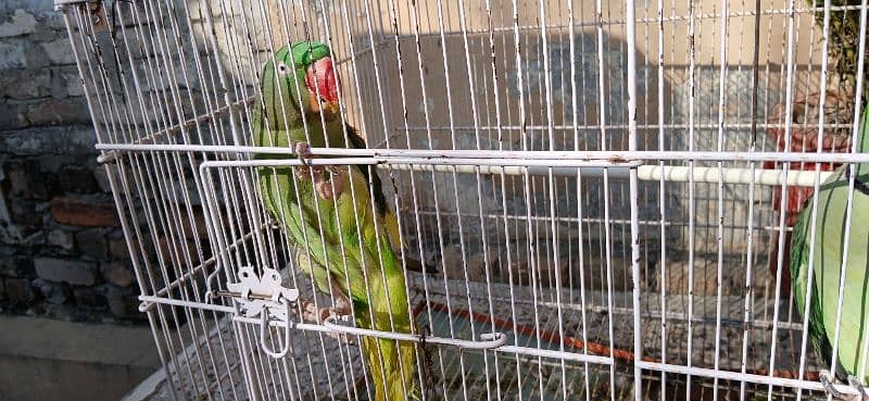 Raw parrot female for sale 0312-5048735 contact this number 3