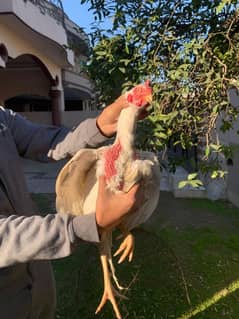 heera aseel male for sale