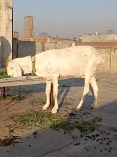 Rajanpuri bakri