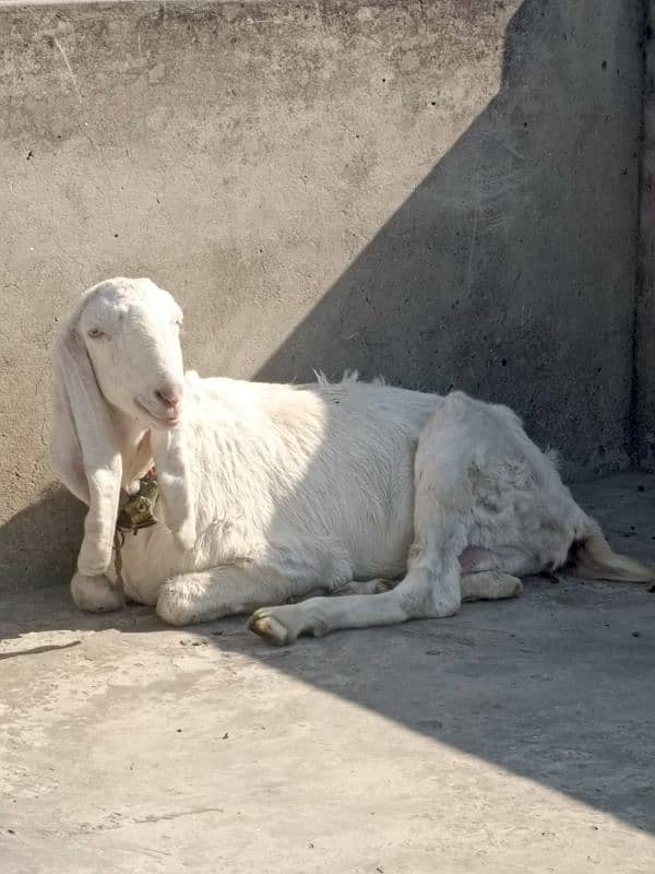 Rajanpuri bakri 3