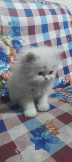 Persian cat Blue eyes male female