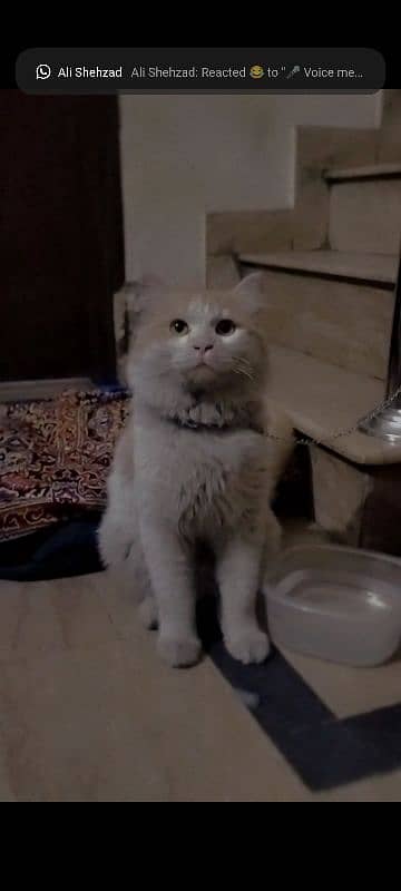 persian cat tame 0