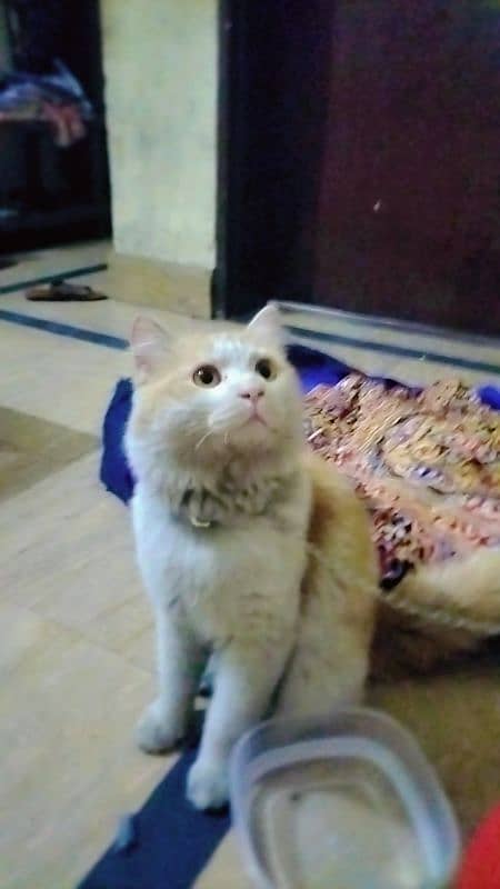 persian cat tame 2