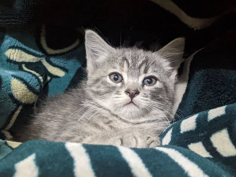 Pair Persian Cat Baby Double Coated 4