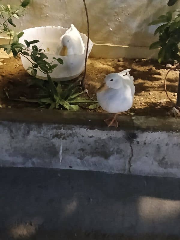 Ducks for Sale 4