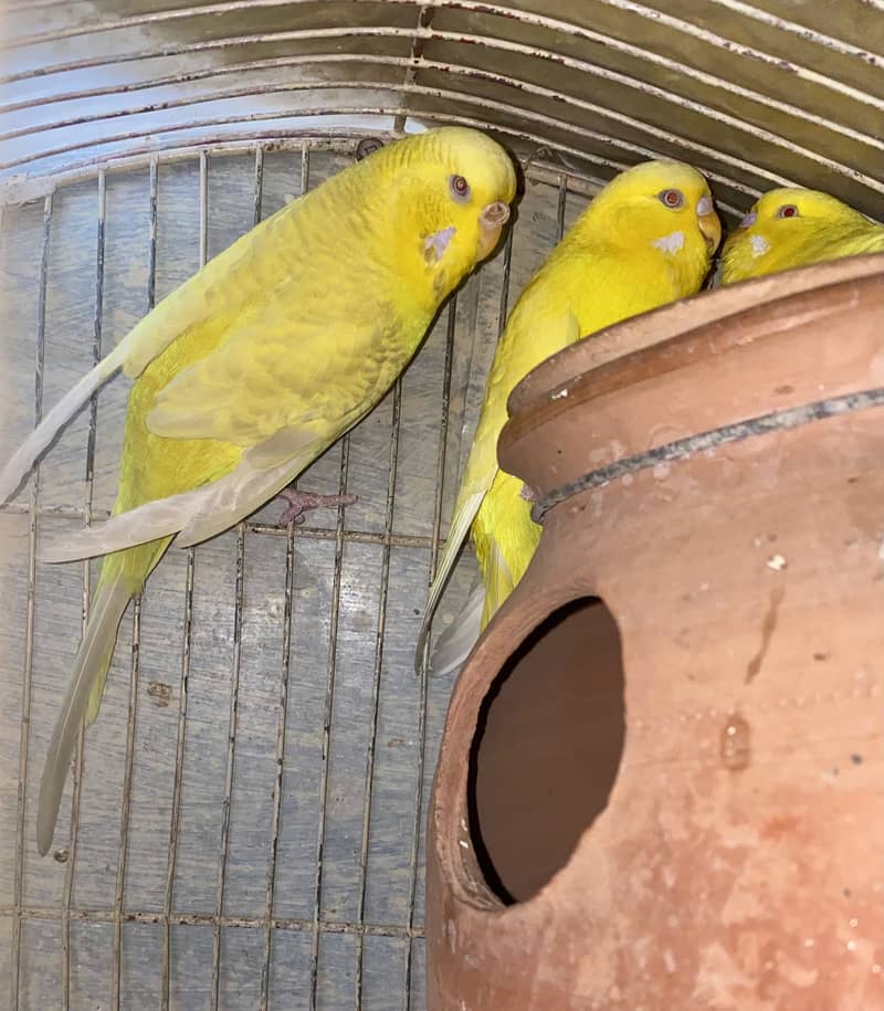 Red Eye Exhibition (Budgies) 0