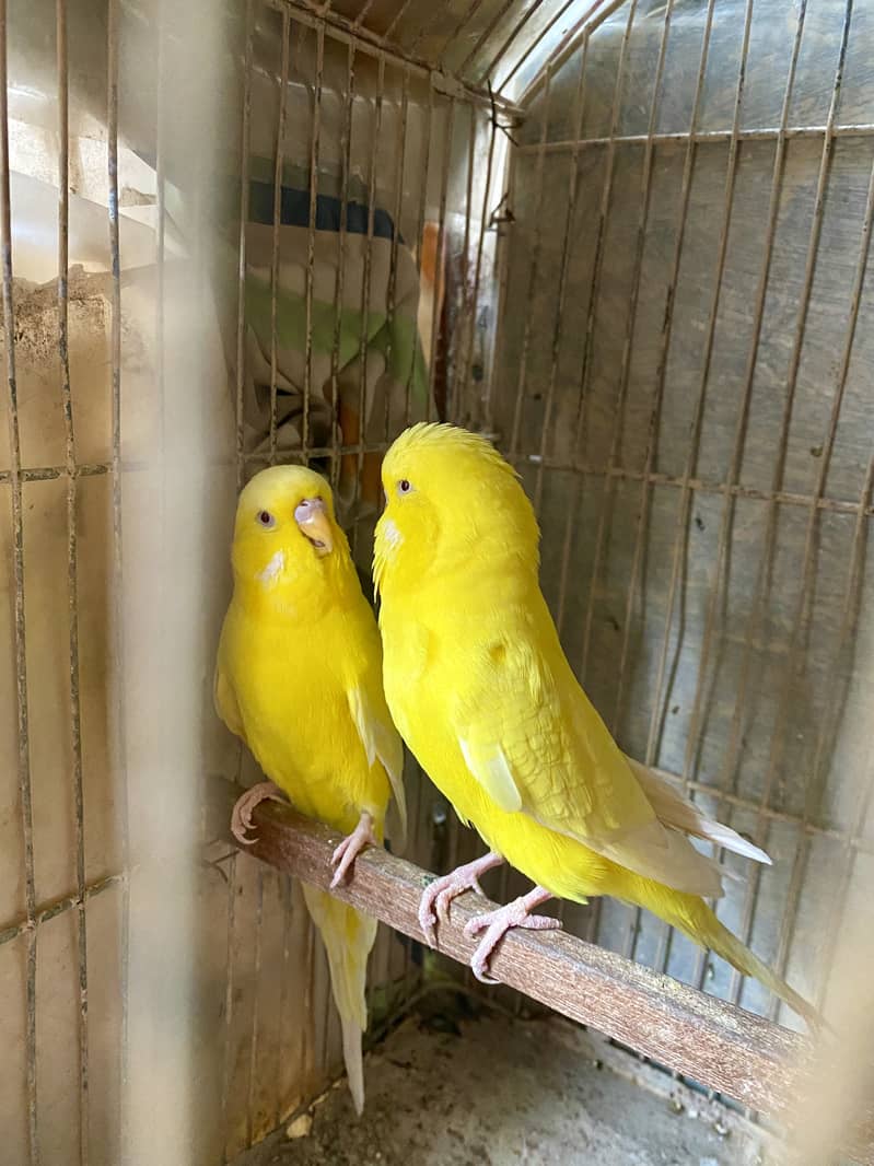 Red Eye Exhibition (Budgies) 1