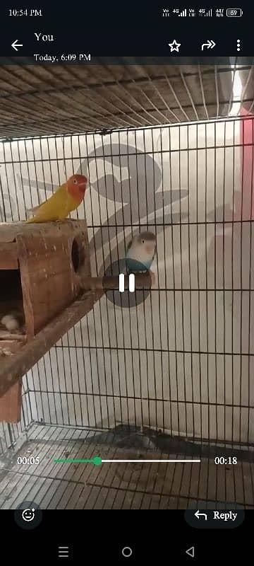 love birds 2 breeder pair with 2*3 cage and boxes 0