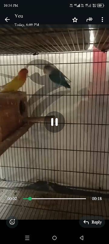 love birds 2 breeder pair with 2*3 cage and boxes 1