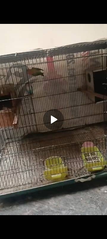 love birds 2 breeder pair with 2*3 cage and boxes 2