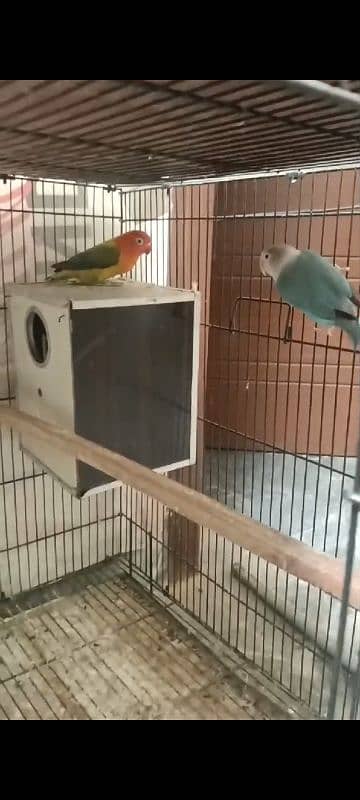 love birds 2 breeder pair with 2*3 cage and boxes 3