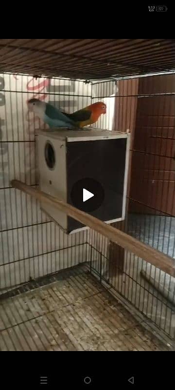 love birds 2 breeder pair with 2*3 cage and boxes 4