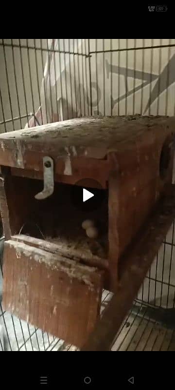 love birds 2 breeder pair with 2*3 cage and boxes 5