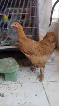 golden buff hen for sale